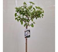Viburnum plic. 'Watanabe' - Viorne du Japon | 90 à 100 cm en pot
