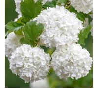 Viburnum Roseum - Guelder Rose Rouge Arbuste à fleurs caduc en pot pour jardin.