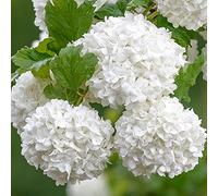 Viburnum Roseum - Rose de Guelder Rouge | Arbuste à fleurs en pot, à feuilles caduques pour le jardin