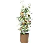 vidaXL Culture de tomates, modèle Naturo ECO, dimensions : 39 x 139 cm, matériau : WPC
