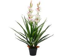 vidaXL Orchidée Cymbidium - Vert