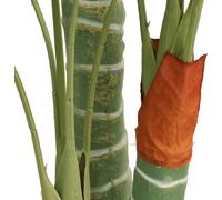 vidaXL Palmier artificiel avec 3 troncs Vert 120 cm PP