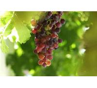 Vigne à raisin rouge sans pépins 2 l 50-70 cm