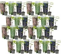 Vigne à raisin - Set de 24 - Vitis vinifera - Hauteur 25-40cm - ⌀9cm