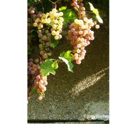 Vigne 'chasselas rose' taille du pot - en pot de 1,5 litres