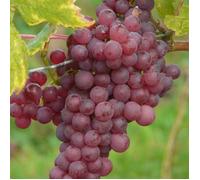 Vigne Chasselas Rosé, Vigne de table