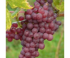 Vigne Chasselas Rosé, Vigne de table