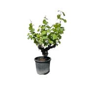 Vigne - Vitis Vinifera - vieille vigne noueuse - Résistant à l'hiver - Fruit - 100 centimètres avec pot - Produit