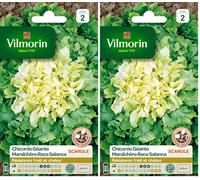 Vilmorin 3257542 Pack de Graines Chicorée Scarole Géante Maraichère Race Salanca Sélection (Lot de 2)