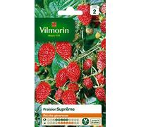 Vilmorin 3585042 Pack de Graines Fraisier 4 Saisons Suprême