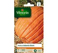 Vilmorin 3860442 Pack de Graines Potiron Atlantic Giant Fruits Enormes