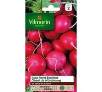 Graines De Radis Variété "Géant De Wurzbourg" Vilmorin Semis D'avril À Août