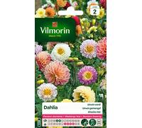 Vilmorin 5258442 Dahlia Multicolore, 50 cm
