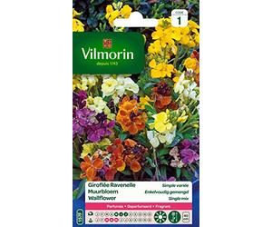 Vilmorin 5293041 Giroflée Multicolore 9 x 0.5 x 16 cm