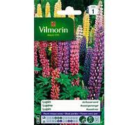 Vilmorin 5345741 Lupin de Russel varie Multicolore 9 x 0.5 x 16 cm