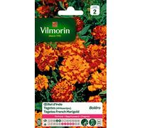 Vilmorin 5441342 Œillet Jaune 9 x 0.5 x 16 cm