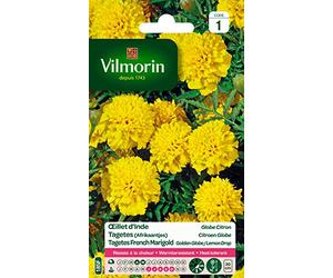 Vilmorin 5442141 Œillet, Jaune, 90 x 2 x 160 cm