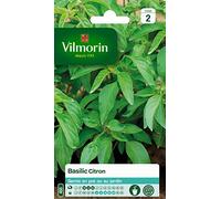 Vilmorin Graines Basilic Citron
