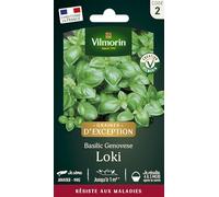 Vilmorin Basilic Genovese Loki