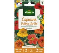 Vilmorin Capucine Valina Variée | Floraison exceptionnelle, coloré, vif, varié, Exposition mi- ombre, floraison juin à octobre