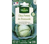 Graines De Chou Cabus Variété "Brunswick" Vilmorin Semis De Mai À Août