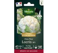 Vilmorin Chou Fleur Locris HF1