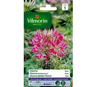 Vilmorin Cléome Fleur Rose