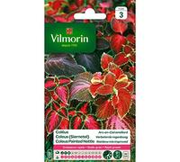 Vilmorin - Coleus Arc-en-ciel amélioré