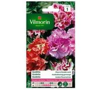 vilmorin godetia double a fleur d'azalée varié G