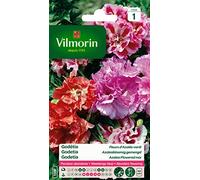 Vilmorin - Godétia Double à Fleurs d'Azalée en mélange- semences pour plantations - fleurs basses 40 cm annuelles - Pour un jardin très romantique- floraison abondante, Roses