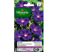 Vilmorin Ipomée Pourpre