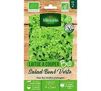 Laitue a couper salad bowl verte bio Vilmorin