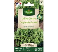 Vilmorin Laitue Craquerelle du Midi - Légumes d'Autrefois