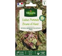Vilmorin Laitue d'Hiver Brune d'Hiver