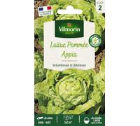 Vilmorin Graines de Laitue Pommée Appia – Pack de graines