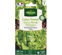 Vilmorin Laitue Pommée Grosse Blonde Paresseuse