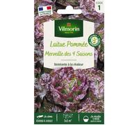 Vilmorin Laitue Pommée Merveille des 4 Saisons