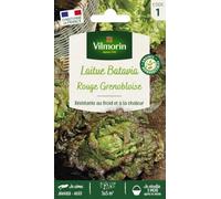 Vilmorin Laitue Rouge Grenobloise | Précoce, Rouge, Fine, Croquante, Nutritive, Récolte dès mars