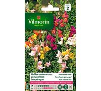 Vilmorin Muflier Fleur Multicolore | Semence, Fleur, Mélange, Muflier, Floraison longue et abondante