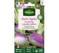 Vilmorin 3701042 Pack de Graines Navet de Nancy à Feuille Entière