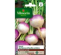 Vilmorin - Navet De Nancy