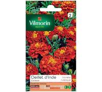 Vilmorin Oeillet d'Inde Carmen