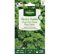 Vilmorin Persil Frise Race Verbo | Herbe aromatique, récolte toute l'année, culture en pot, exposition mi-ombre
