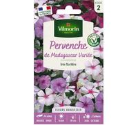 Vilmorin Pervenche de Madagascar en Mélange