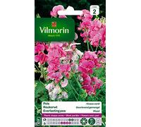 Vilmorin Pois Vivace Varié Fleur