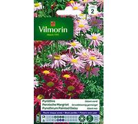 Vilmorin Pyrethre Géant Varié
