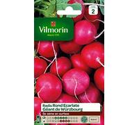 Graines De Radis Variété "Géant De Wurzbourg" Vilmorin Semis D'avril À Août