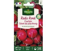 Graines De Radis Variété "Géant De Wurzbourg" Vilmorin Semis D'avril À Août