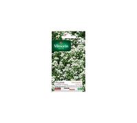 Vilmorin - Sachet graines Alysse Corbeille d'argent