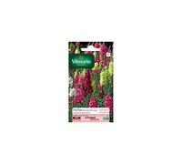 Vilmorin - Sachet graines Muflier Grand Loup Varié
